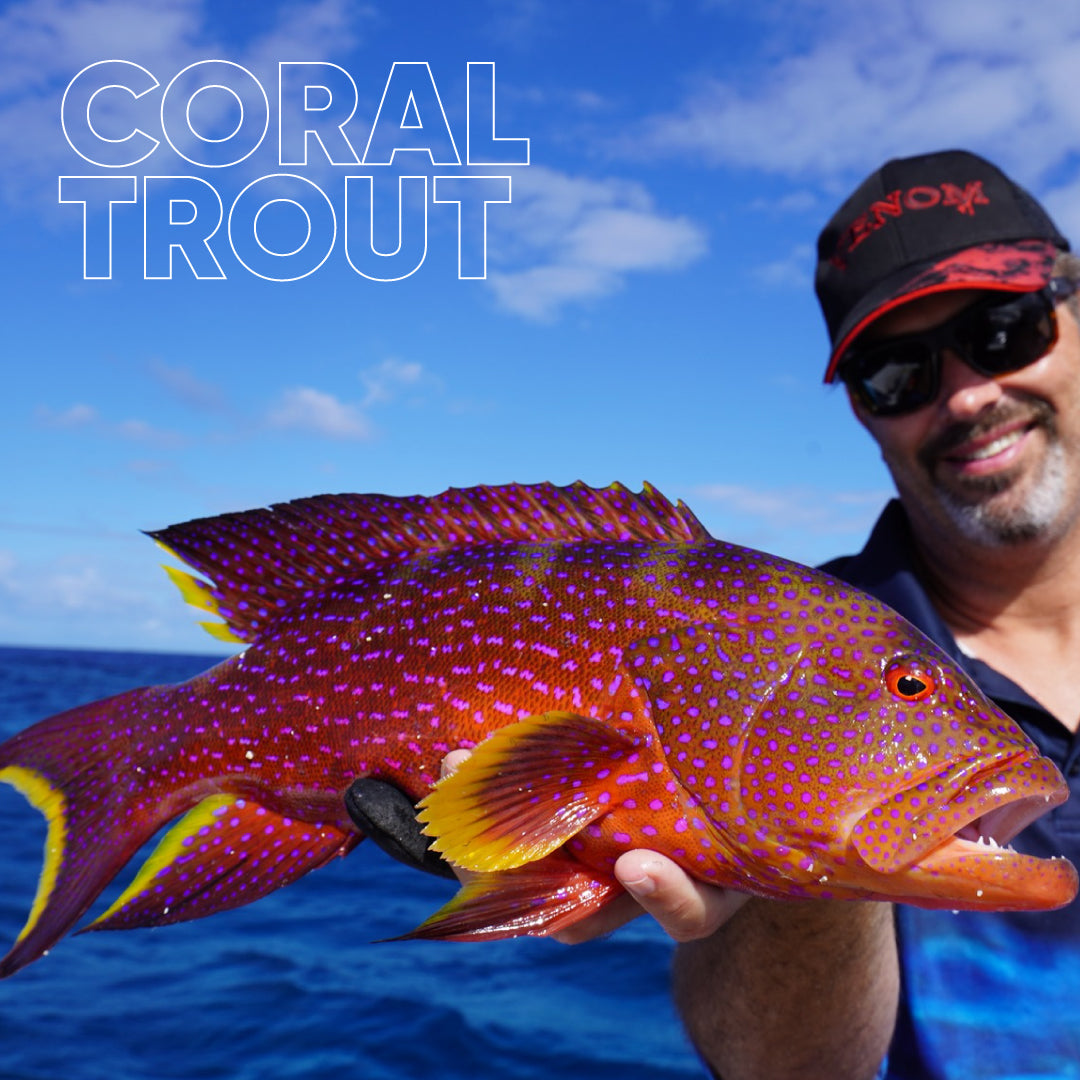Coral Trout Mark Berg's Fishing Addiction